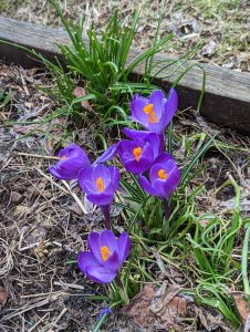 Purple crocus flowers blooming in the spring
